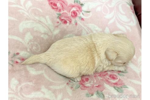 成約済の香川県のミックス犬-147330の4枚目