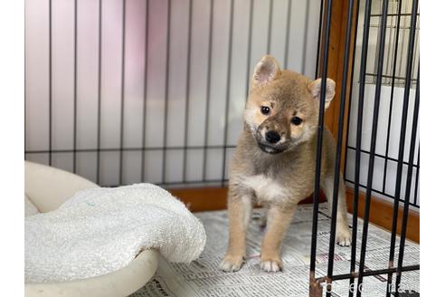 成約済の岡山県の柴犬-140407の1枚目