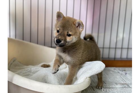 成約済の岡山県の柴犬-140407の7枚目