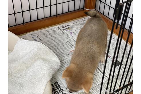 成約済の岡山県の柴犬-140407の6枚目