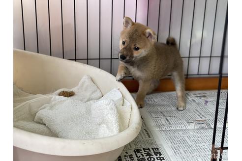 成約済の岡山県の柴犬-140407の5枚目