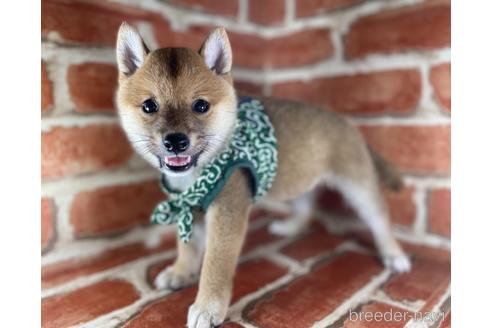 成約済の福岡県の豆柴-145015の7枚目