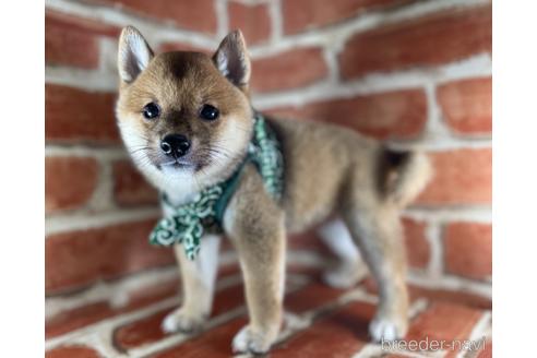 成約済の福岡県の豆柴-145015の2枚目