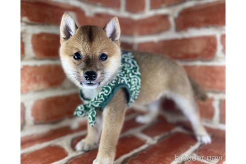 成約済の福岡県の豆柴-145015の3枚目