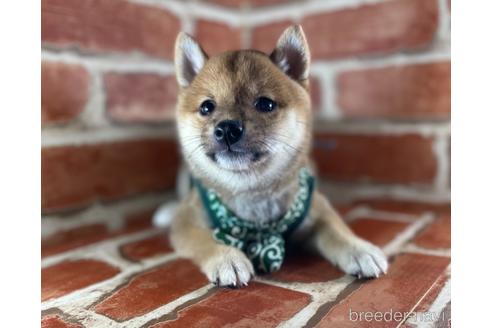 成約済の福岡県の豆柴-145015の4枚目