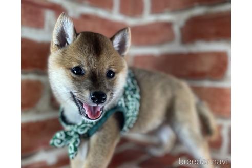 成約済の福岡県の豆柴-145015の5枚目