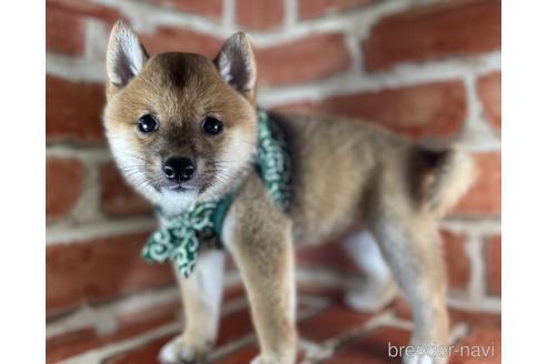 成約済の福岡県の豆柴-145015の6枚目