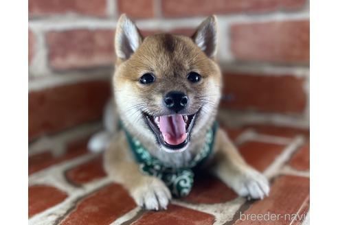 成約済の福岡県の豆柴-145015の1枚目
