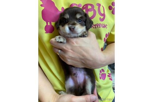 成約済の静岡県のチワックス:チワワ×ミニチュアダックスフンド-145686の1枚目