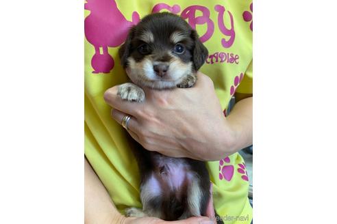 成約済の静岡県のチワックス:チワワ×ミニチュアダックスフンド-145686の2枚目