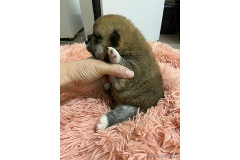成約済の滋賀県の柴犬-147370の6枚目