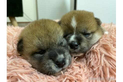 成約済の滋賀県の柴犬-147370の5枚目