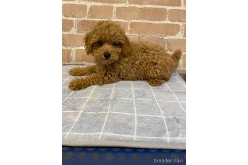 成約済の神奈川県のトイプードル-147421の2枚目