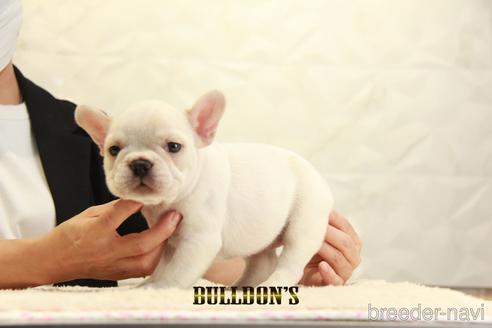 成約済の東京都のフレンチブルドッグ-147435