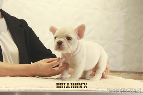 成約済の東京都のフレンチブルドッグ-147435の6枚目