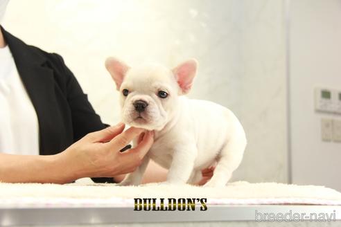 成約済の東京都のフレンチブルドッグ-147435の5枚目