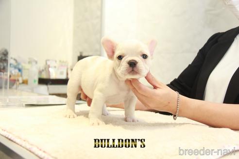 成約済の東京都のフレンチブルドッグ-147435の4枚目