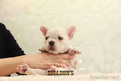 成約済の東京都のフレンチブルドッグ-147435の3枚目