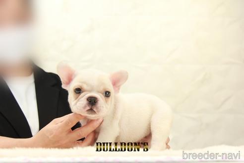 成約済の東京都のフレンチブルドッグ-147436