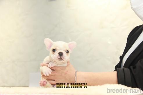 成約済の東京都のフレンチブルドッグ-147436の7枚目