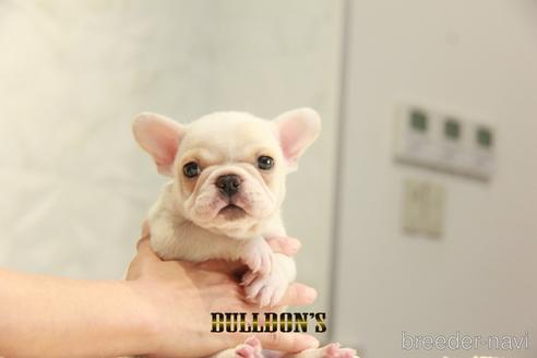 成約済の東京都のフレンチブルドッグ-147436の5枚目