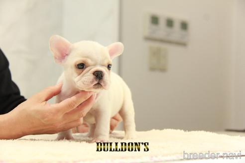 成約済の東京都のフレンチブルドッグ-147436の2枚目