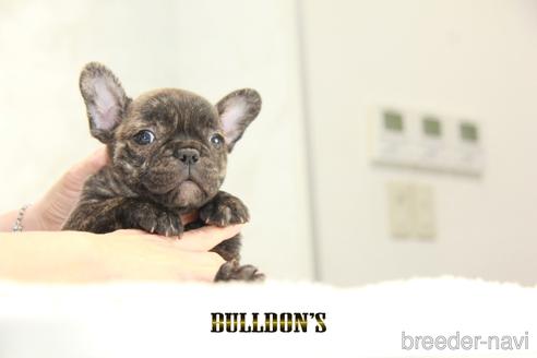 成約済の東京都のフレンチブルドッグ-147439の6枚目