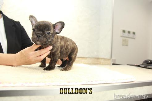 成約済の東京都のフレンチブルドッグ-147439の5枚目