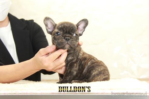 成約済の東京都のフレンチブルドッグ-147439の4枚目