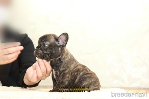 成約済の東京都のフレンチブルドッグ-147439の2枚目