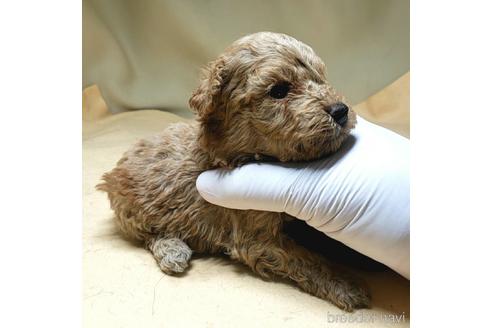 成約済の茨城県のタイニープードル-147437の8枚目