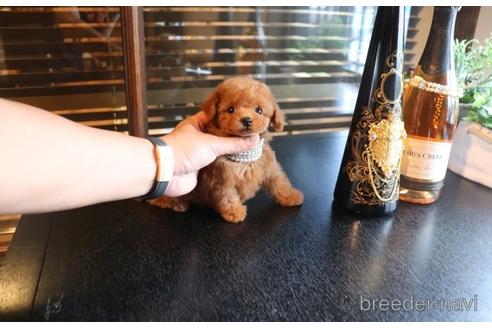 成約済の埼玉県のタイニープードル-147440の1枚目