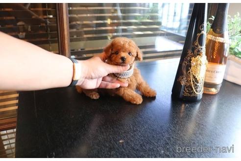 成約済の埼玉県のタイニープードル-147440の5枚目