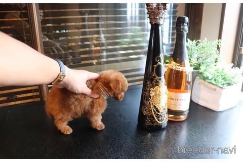 成約済の埼玉県のタイニープードル-147440の4枚目