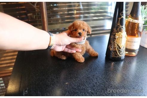 成約済の埼玉県のタイニープードル-147440の3枚目