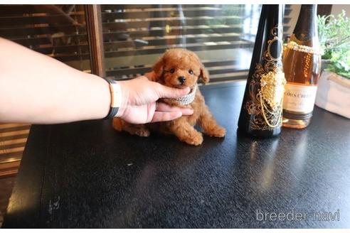 成約済の埼玉県のタイニープードル-147440の2枚目