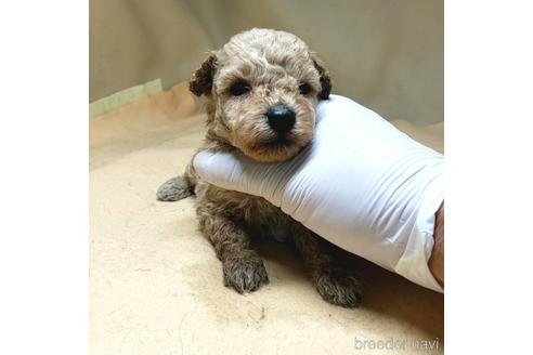 成約済の茨城県のトイプードル-147443の7枚目