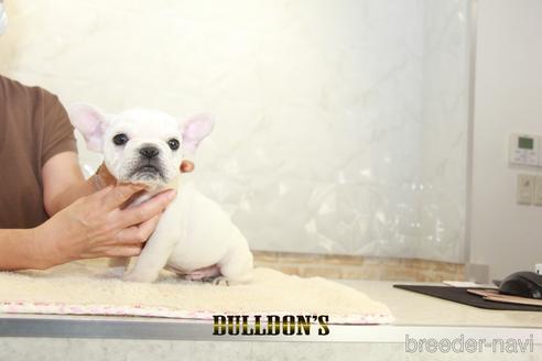 成約済の東京都のフレンチブルドッグ-147442の6枚目