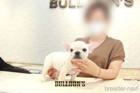 成約済の東京都のフレンチブルドッグ-147442の3枚目