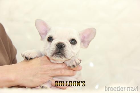 成約済の東京都のフレンチブルドッグ-147442の2枚目