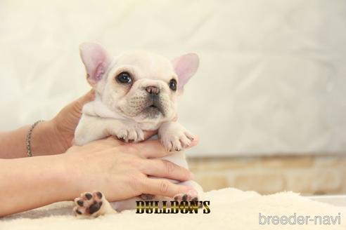 成約済の東京都のフレンチブルドッグ-147444の1枚目