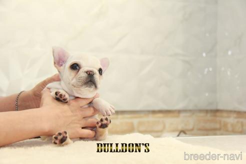 成約済の東京都のフレンチブルドッグ-147444の8枚目