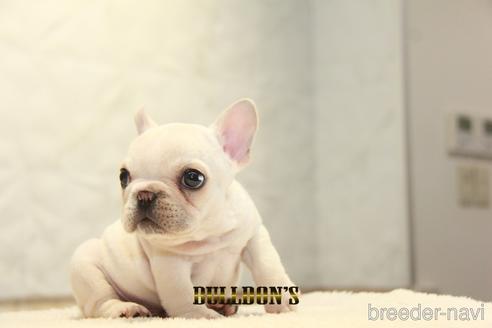 成約済の東京都のフレンチブルドッグ-147444の3枚目