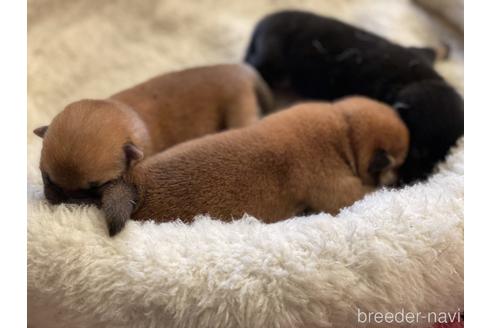 成約済の岡山県の豆柴-147450の6枚目