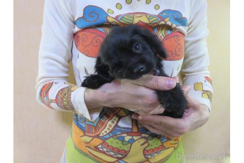 成約済の愛知県のアメリカンコッカースパニエル-143576の2枚目