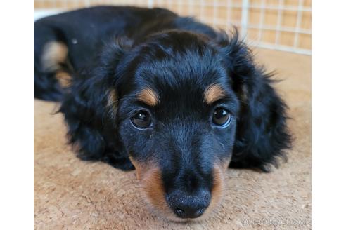 成約済の埼玉県のミニチュアダックスフンド(ロングヘアード)-147466の2枚目