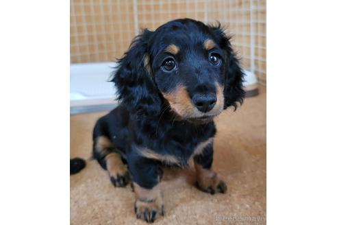 成約済の埼玉県のミニチュアダックスフンド(ロングヘアード)-147466の1枚目