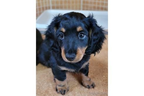 成約済の埼玉県のミニチュアダックスフンド(ロングヘアード)-147466の3枚目