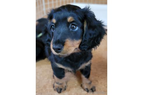 成約済の埼玉県のミニチュアダックスフンド(ロングヘアード)-147466の4枚目