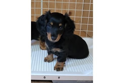 成約済の埼玉県のミニチュアダックスフンド(ロングヘアード)-147466の5枚目